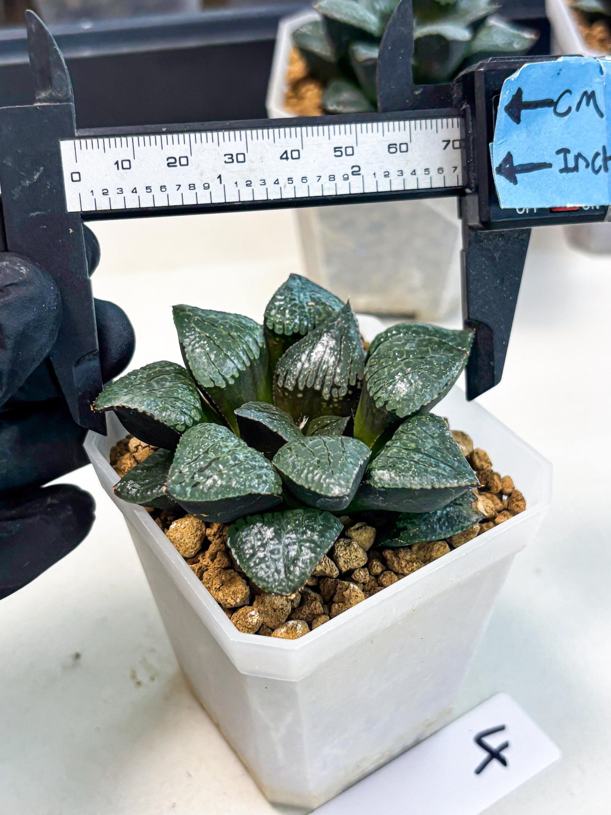 Haworthia Xianggua Dao (wa3) (y4) | Hong Kong Import