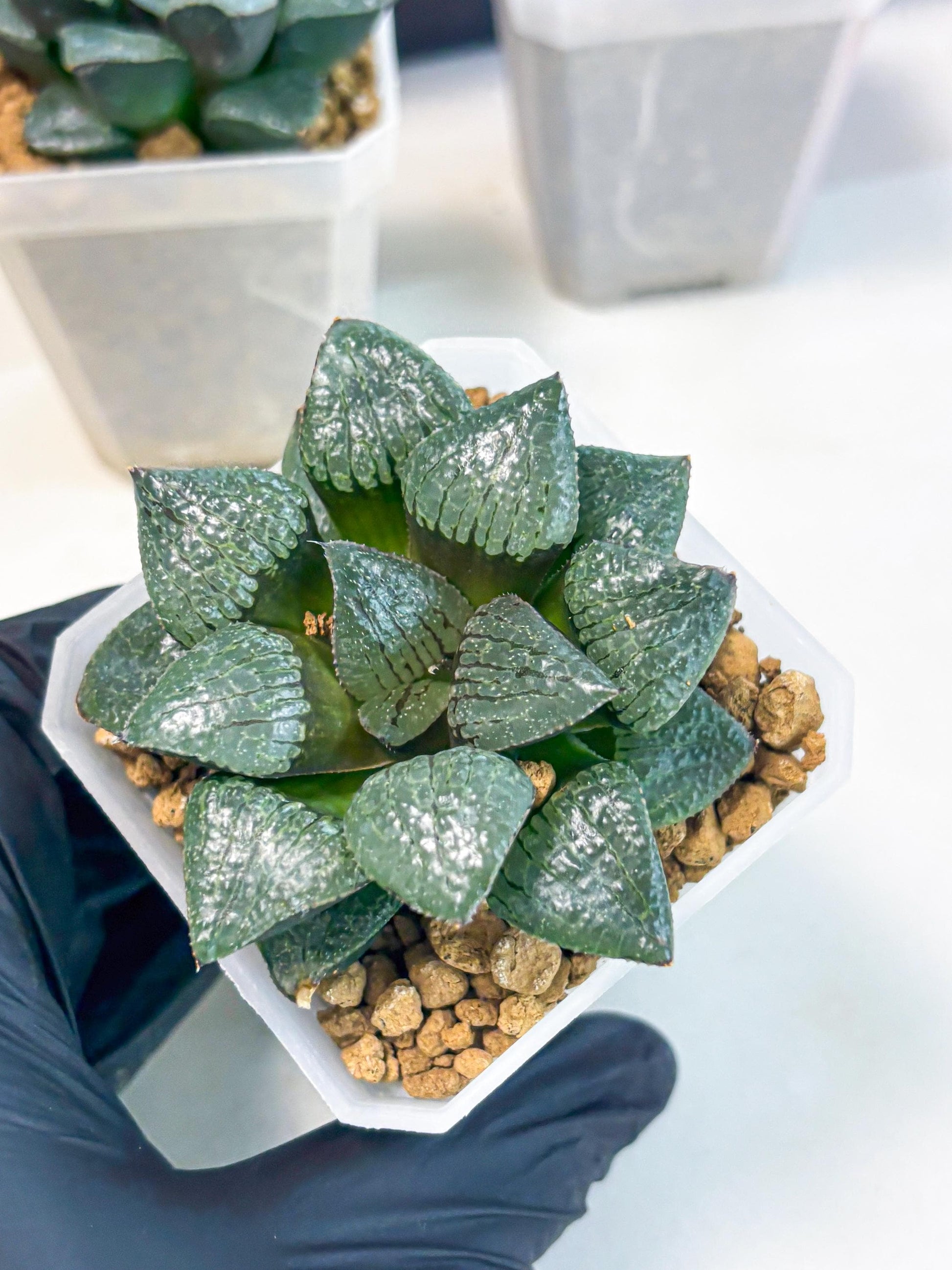 Haworthia Xianggua Dao (wa3) (y4) | Hong Kong Import