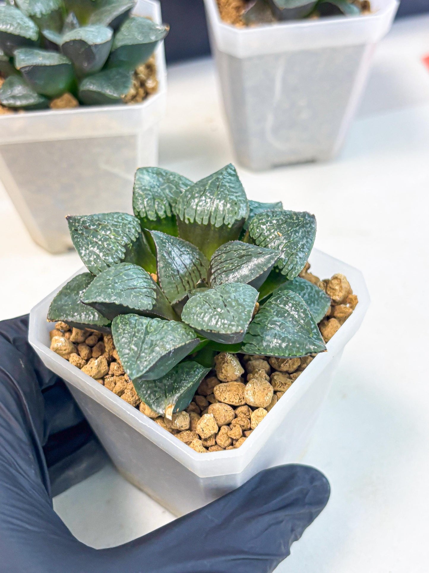 Haworthia Xianggua Dao (wa3) (y4) | Hong Kong Import
