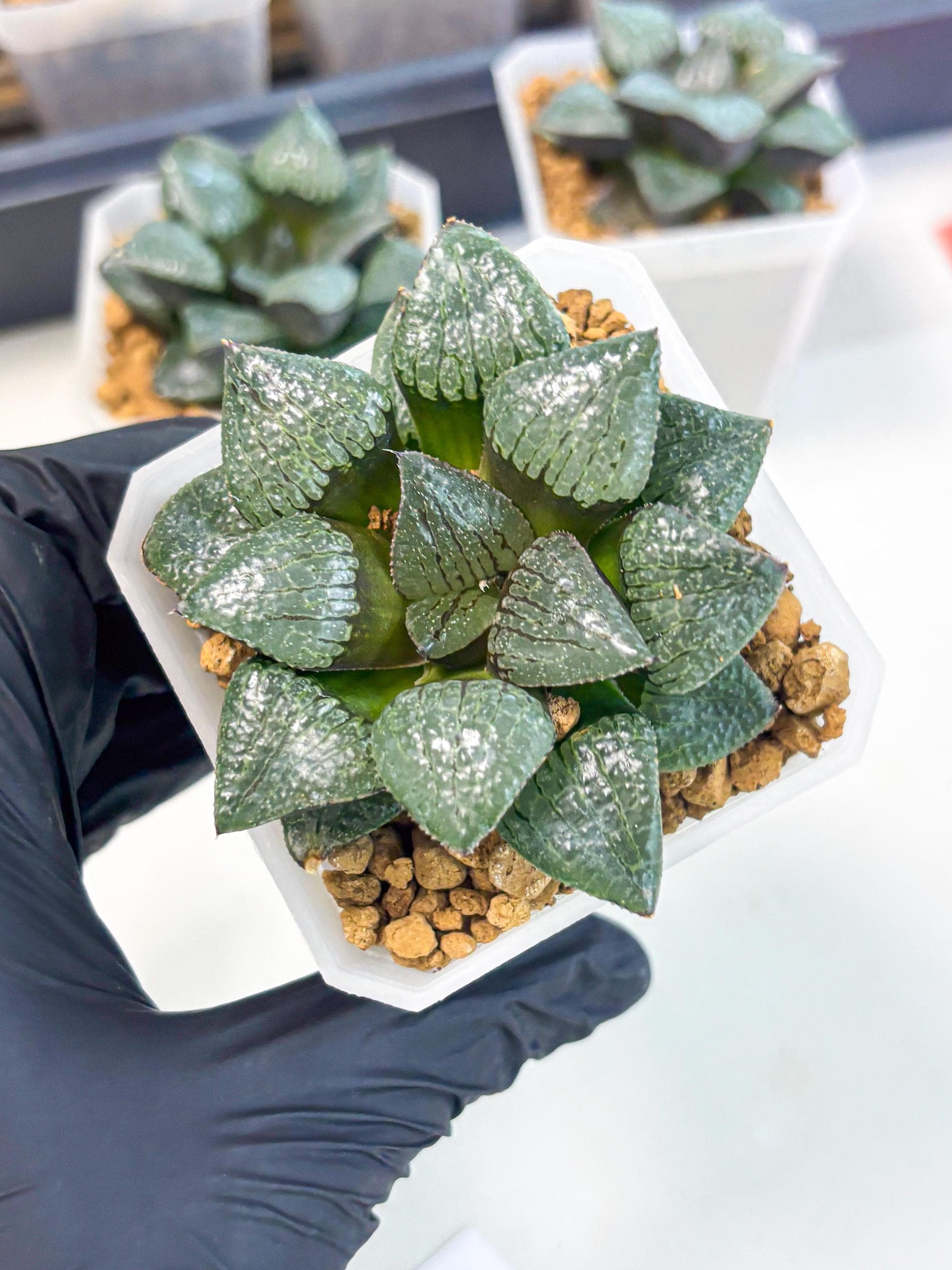 Haworthia Xianggua Dao (wa3) (y4) | Hong Kong Import