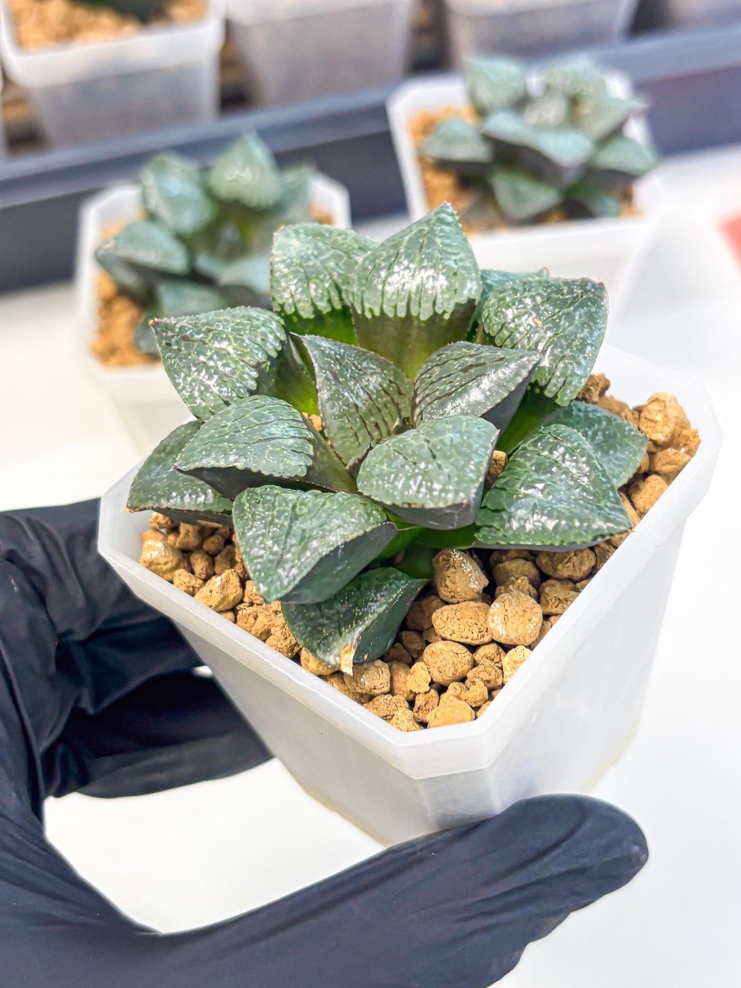 Haworthia Xianggua Dao (wa3) (y4) | Hong Kong Import