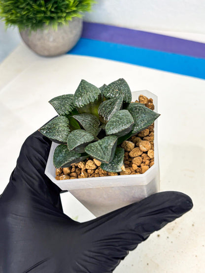 Haworthia Xianggua Dao (wa3) (y4) | Hong Kong Import