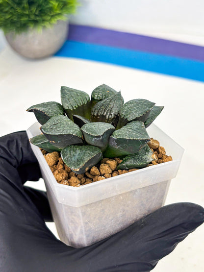 Haworthia Xianggua Dao (wa3) (y4) | Hong Kong Import
