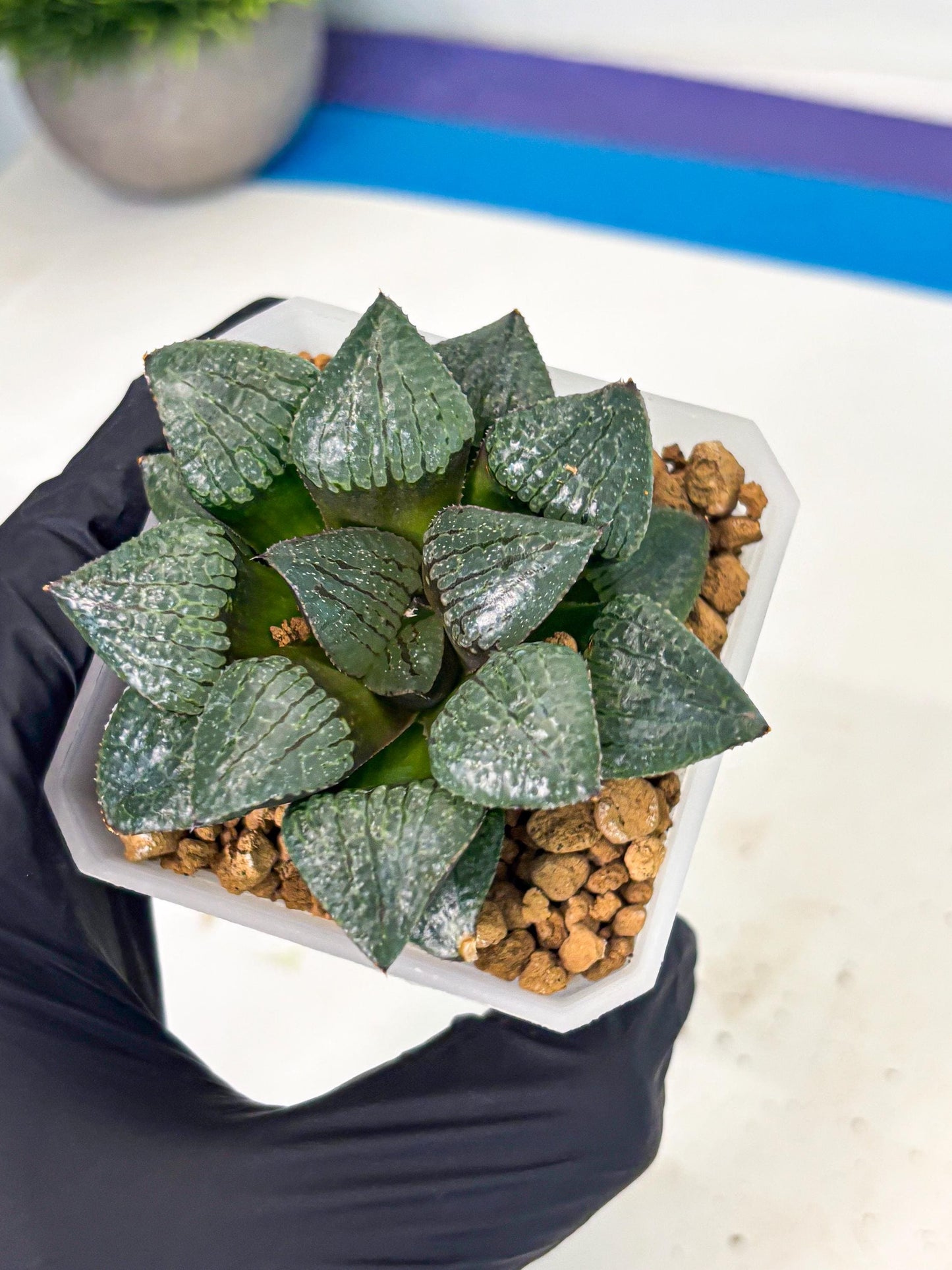 Haworthia Xianggua Dao (wa3) (y4) | Hong Kong Import