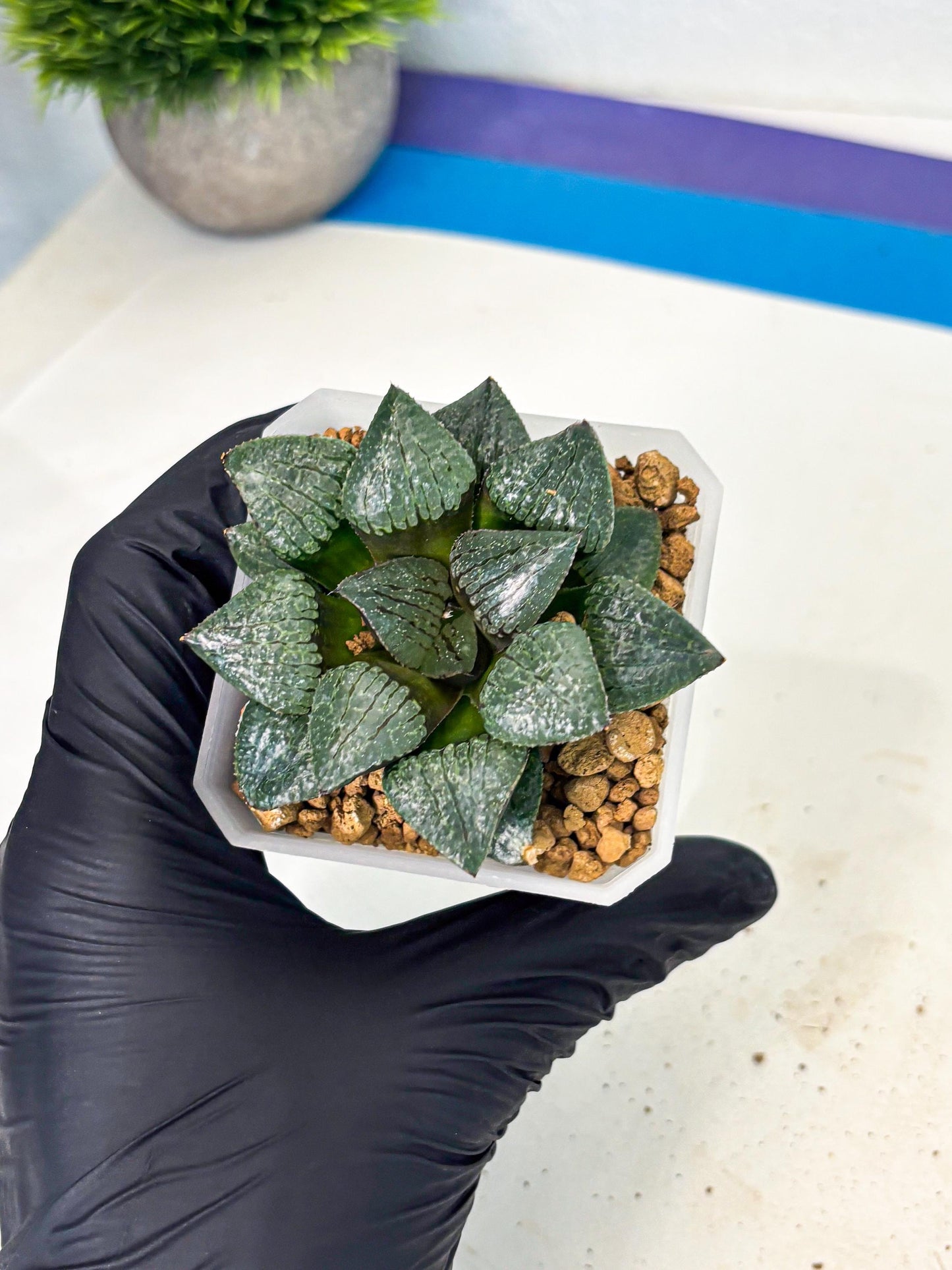 Haworthia Xianggua Dao (wa3) (y4) | Hong Kong Import