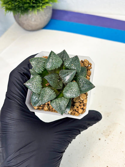 Haworthia Xianggua Dao (wa3) (y4) | Hong Kong Import