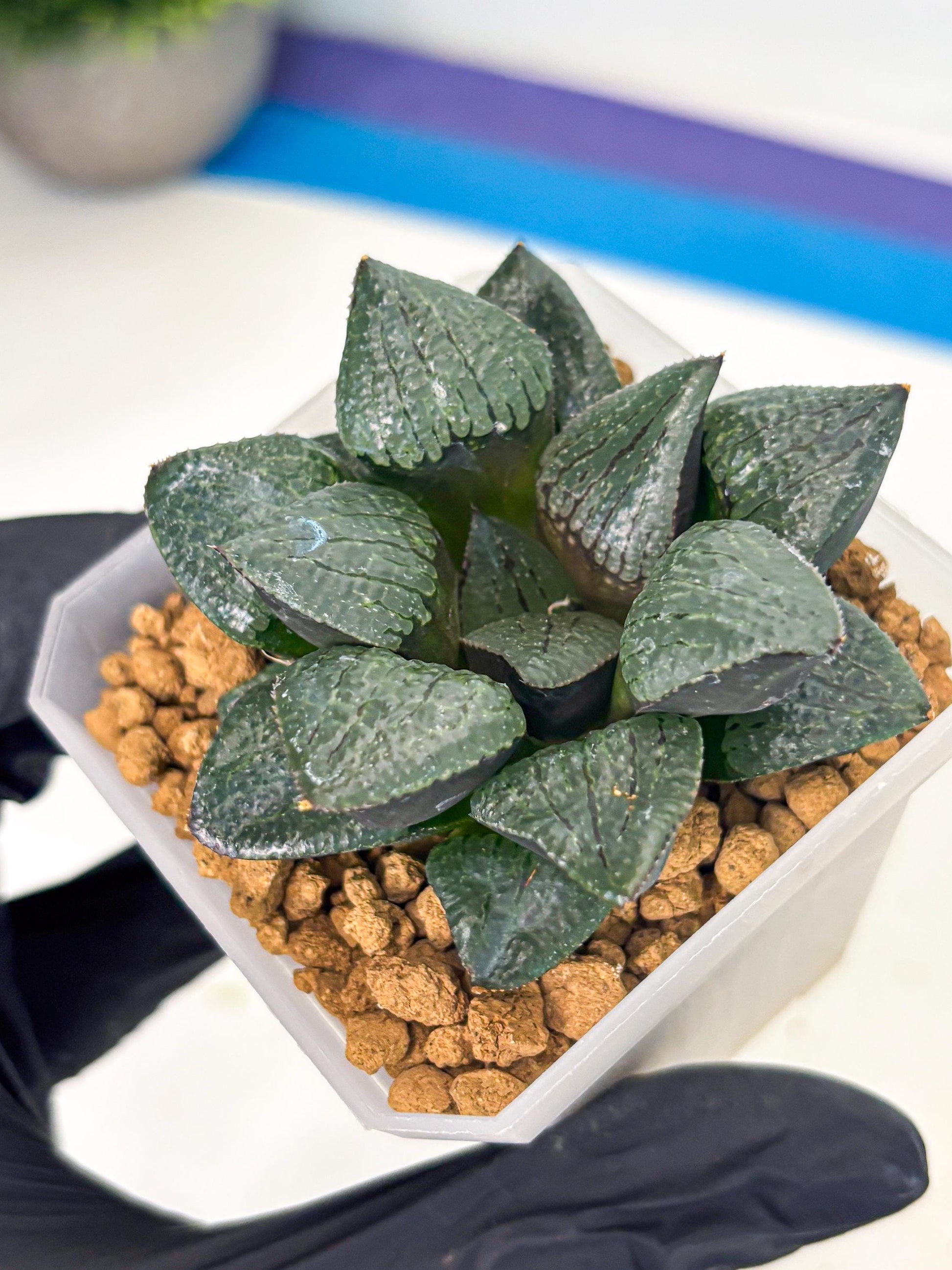 Haworthia Xianggua Dao (wa3) (y5) | Hong Kong Import