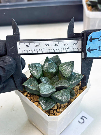 Haworthia Xianggua Dao (wa3) (y5) | Hong Kong Import