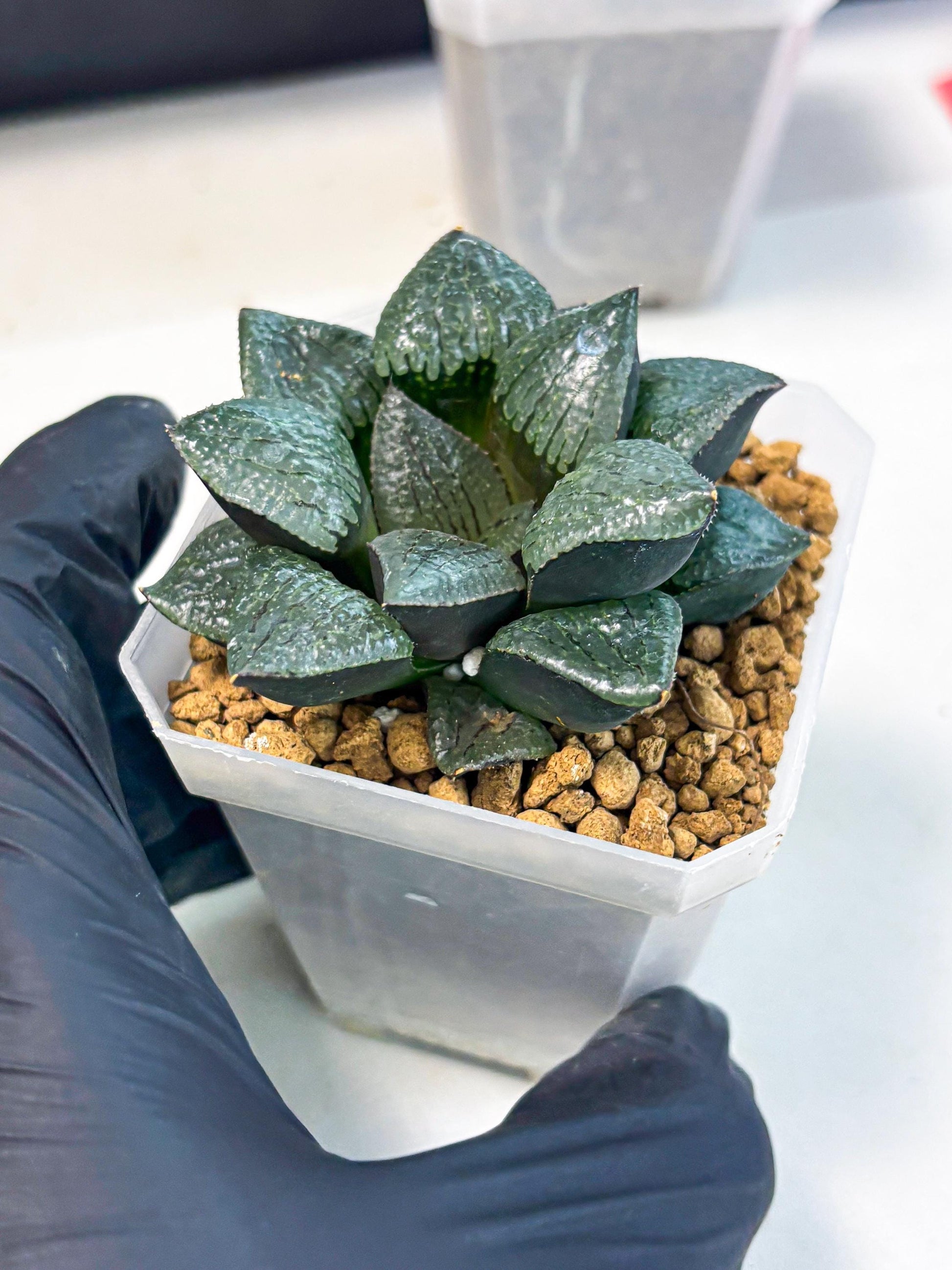 Haworthia Xianggua Dao (wa3) (y5) | Hong Kong Import