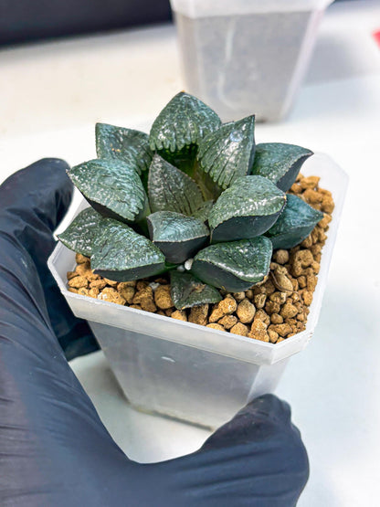 Haworthia Xianggua Dao (wa3) (y5) | Hong Kong Import