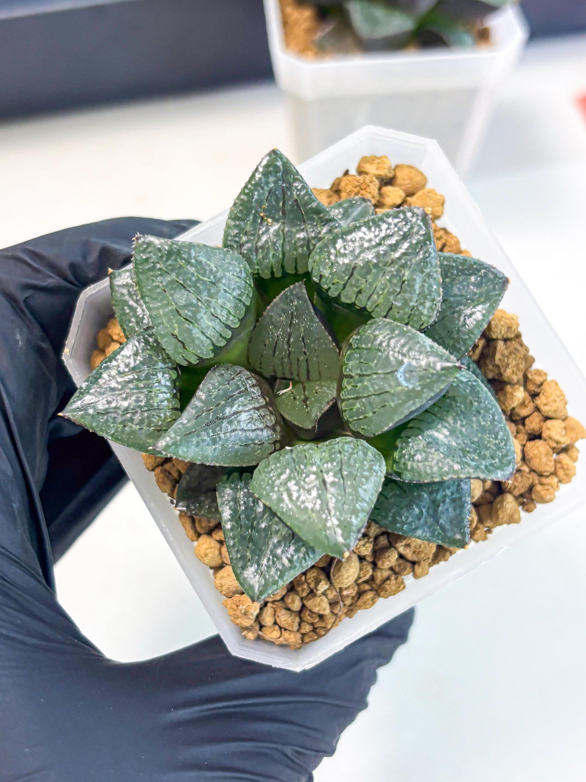 Haworthia Xianggua Dao (wa3) (y5) | Hong Kong Import