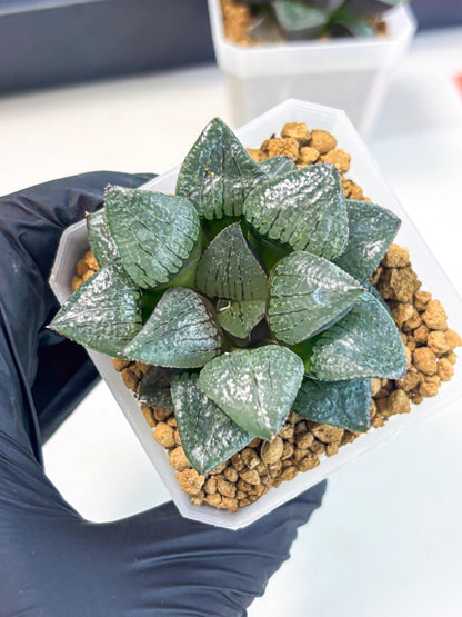 Haworthia Xianggua Dao (wa3) (y5) | Hong Kong Import