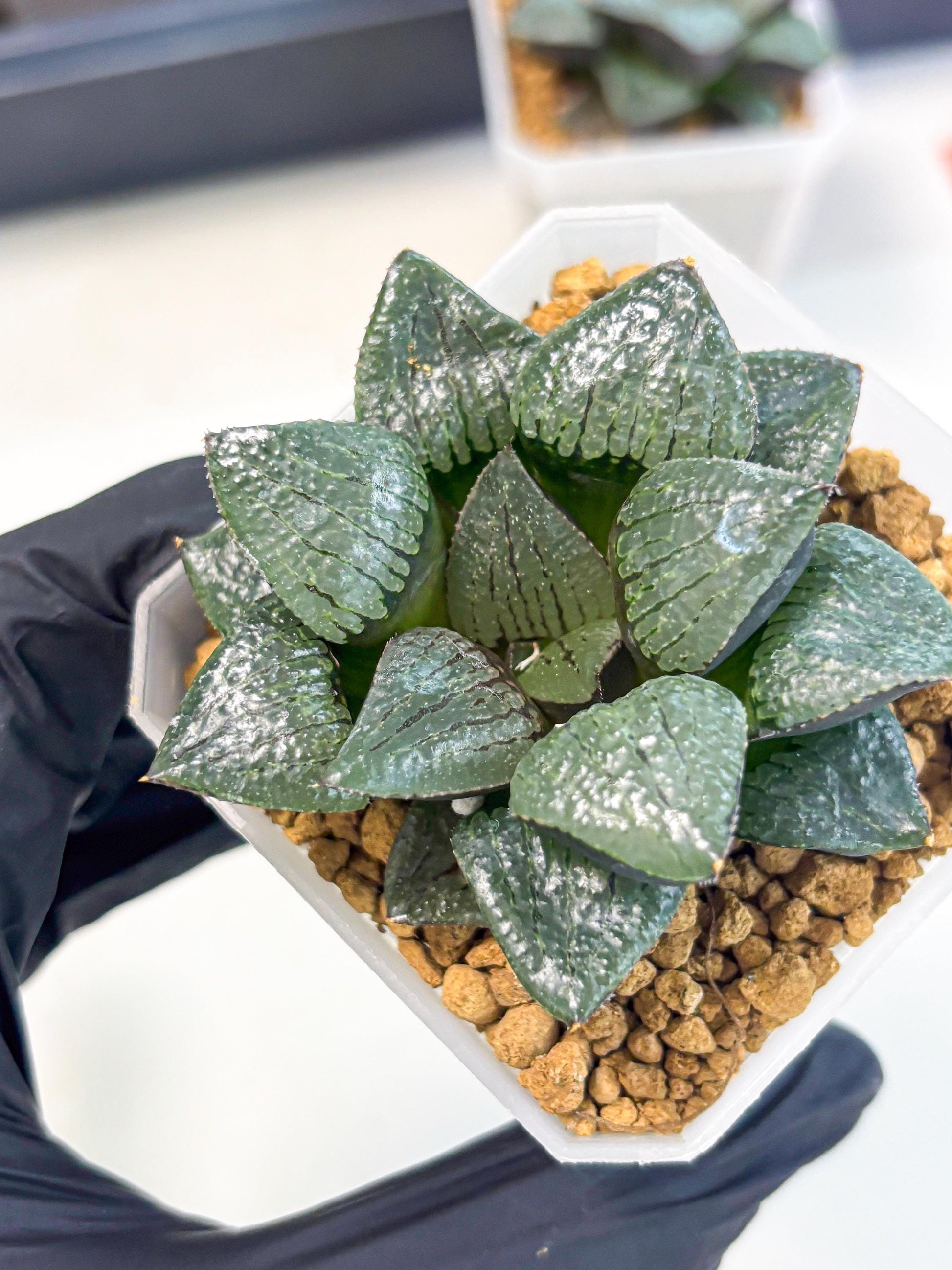 Haworthia Xianggua Dao (wa3) (y5) | Hong Kong Import