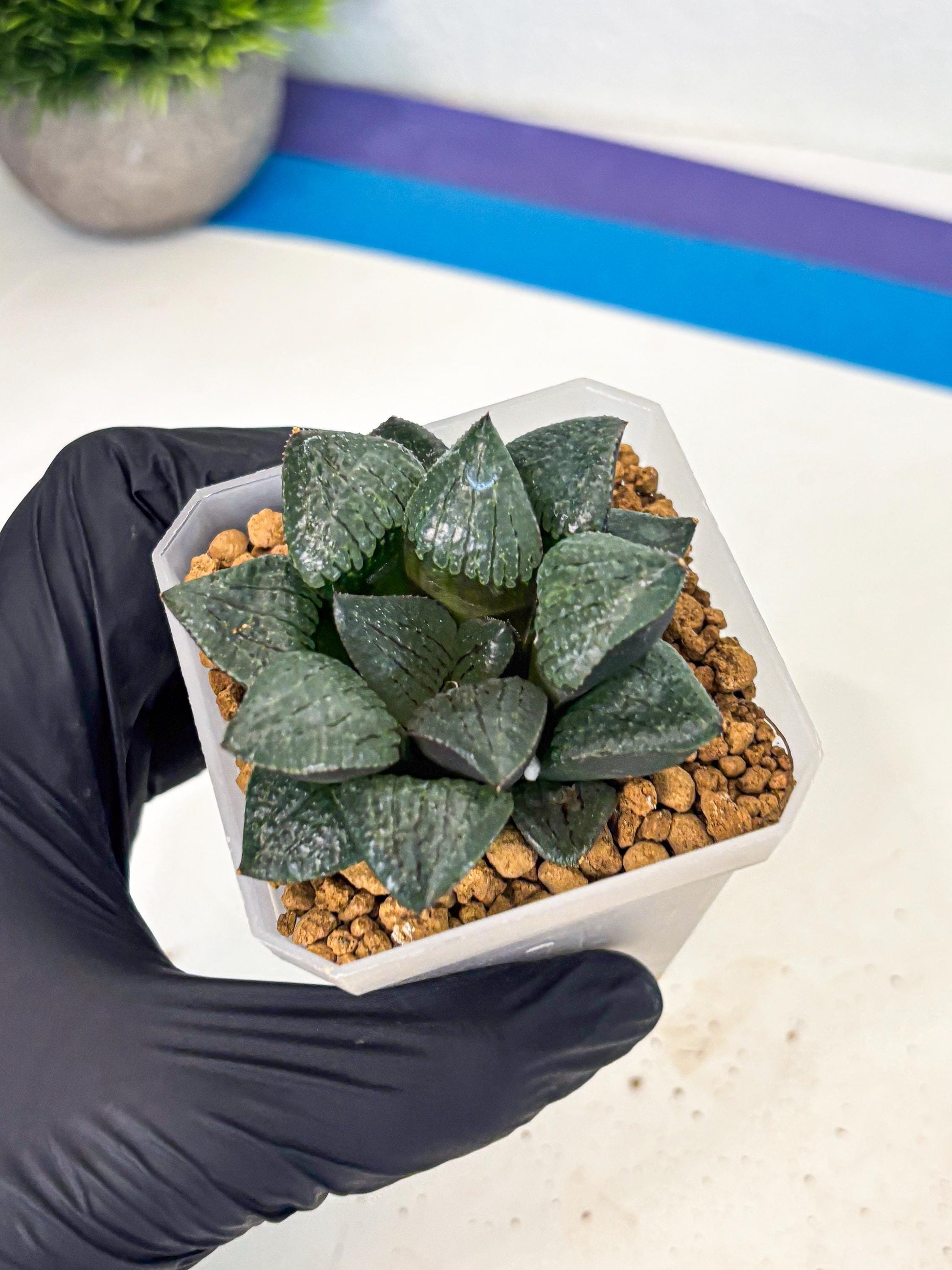 Haworthia Xianggua Dao (wa3) (y5) | Hong Kong Import
