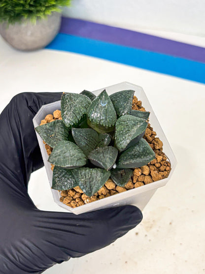 Haworthia Xianggua Dao (wa3) (y5) | Hong Kong Import