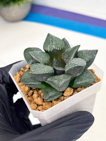 Haworthia Xianggua Dao (wa3) (y5) | Hong Kong Import