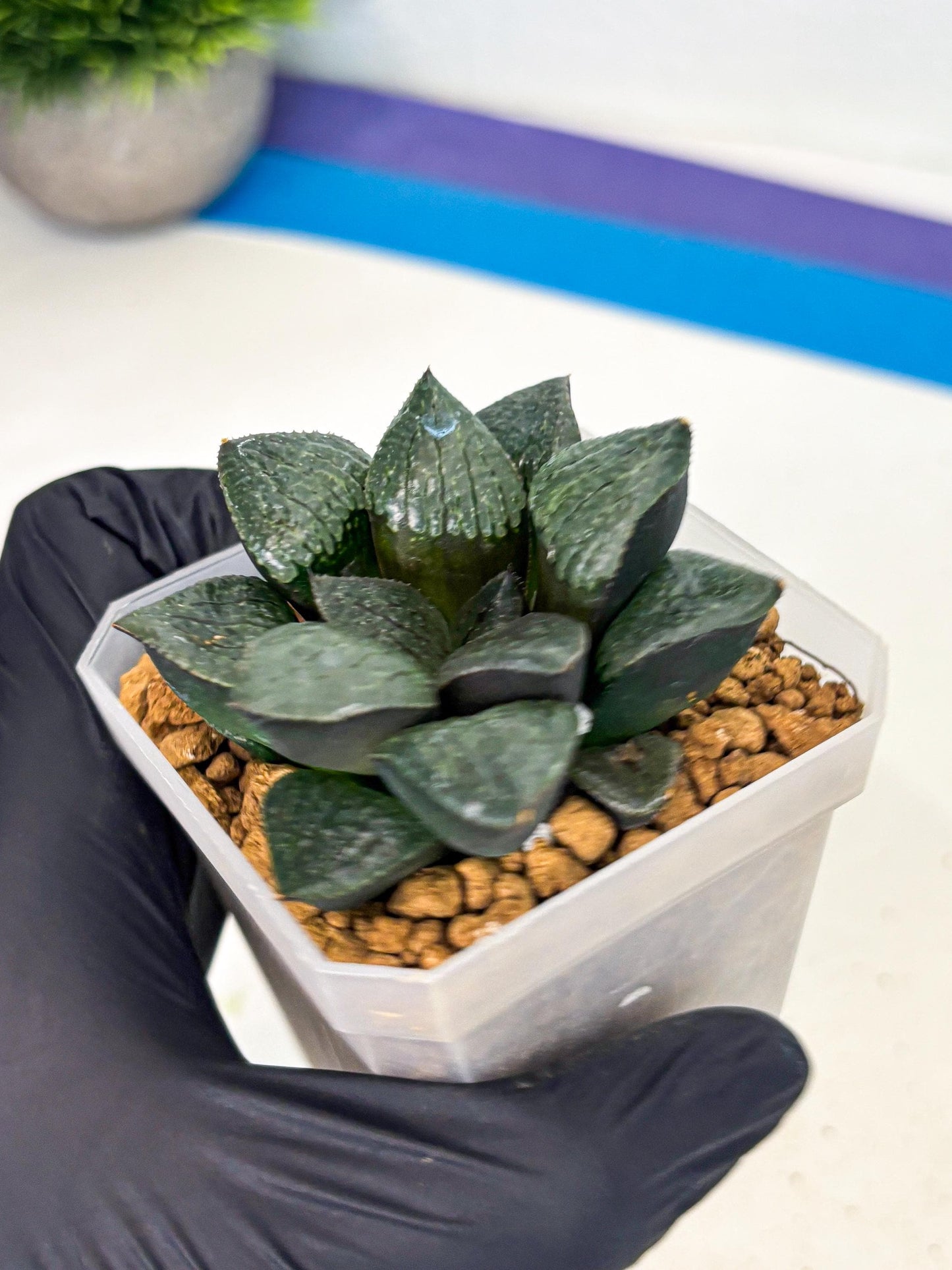 Haworthia Xianggua Dao (wa3) (y5) | Hong Kong Import