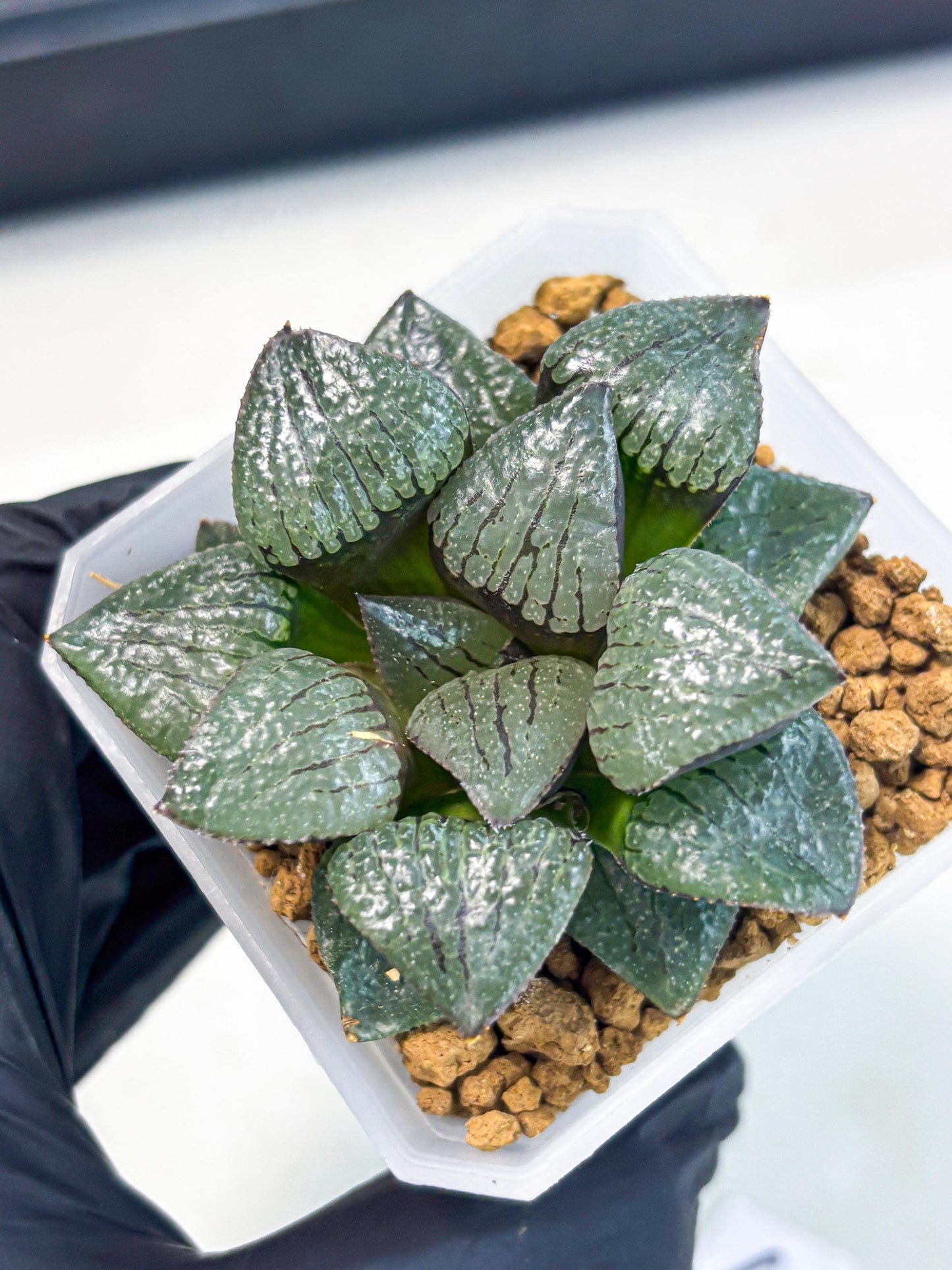 Haworthia Xianggua Dao (wa3) (y6) | Hong Kong Import