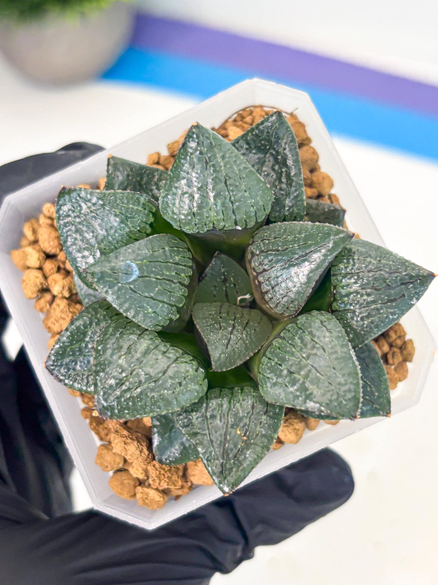 Haworthia Xianggua Dao (wa3) (y5) | Hong Kong Import