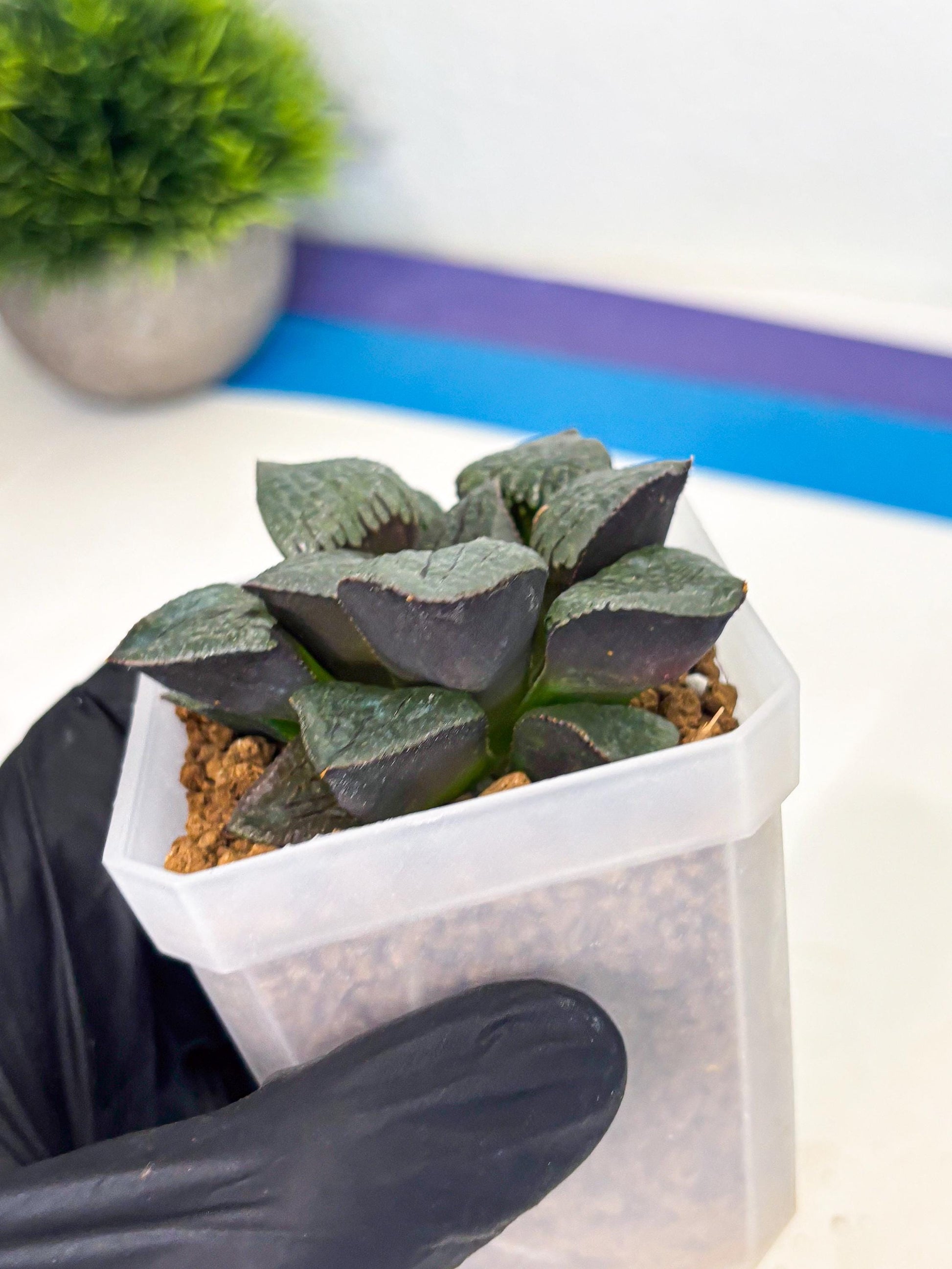 Haworthia Xianggua Dao (wa3) (y6) | Hong Kong Import