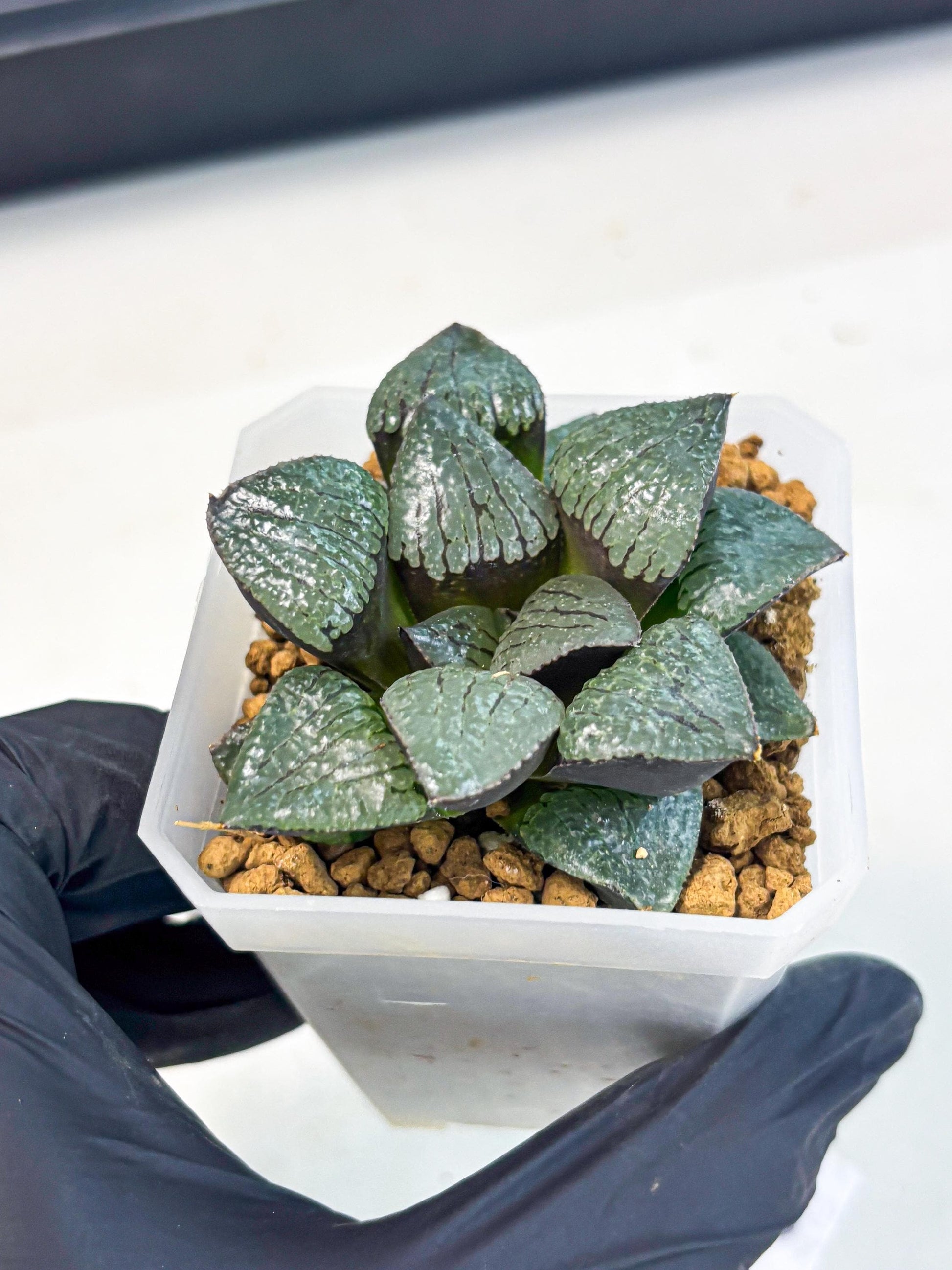 Haworthia Xianggua Dao (wa3) (y6) | Hong Kong Import