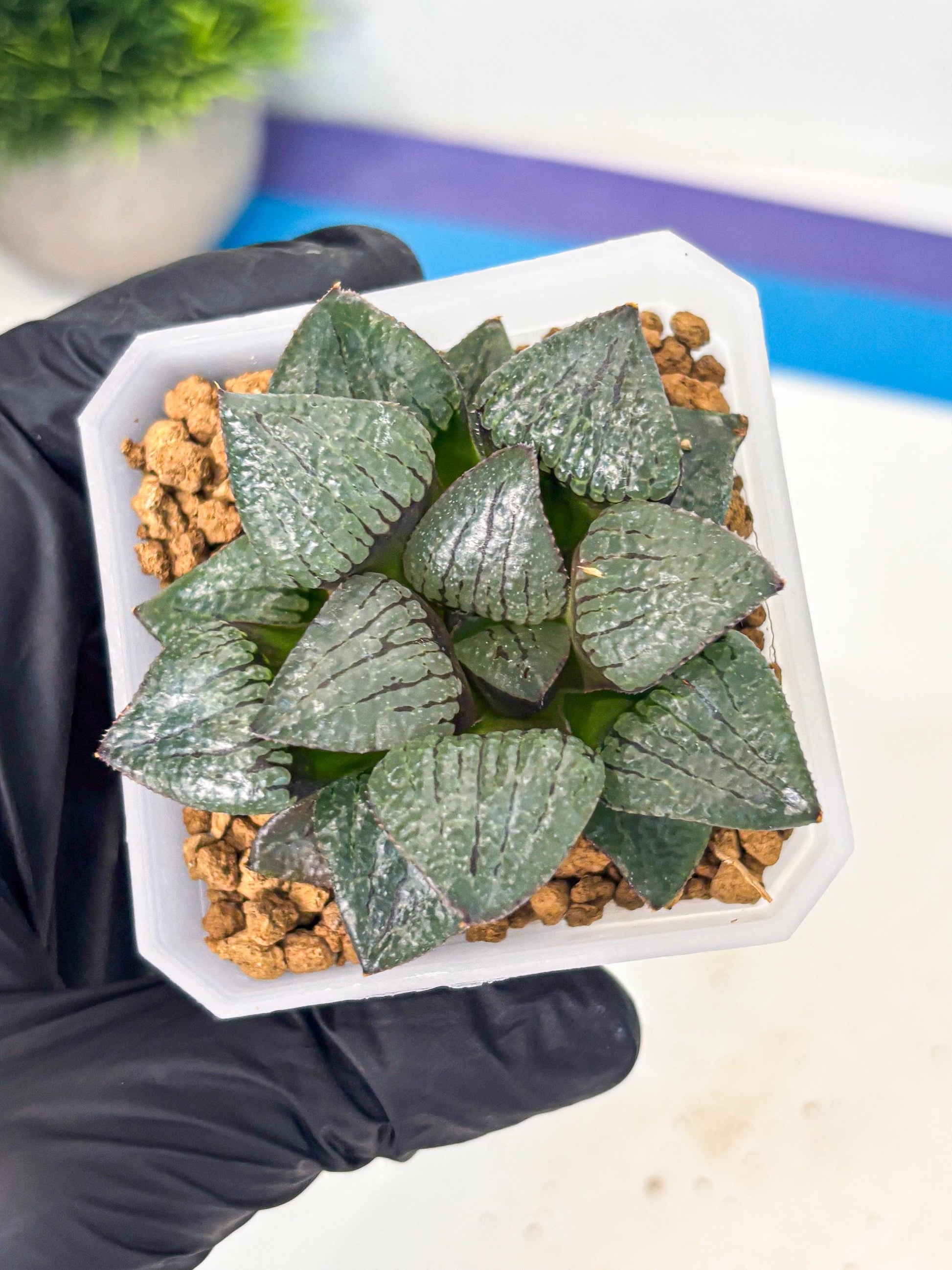 Haworthia Xianggua Dao (wa3) (y6) | Hong Kong Import