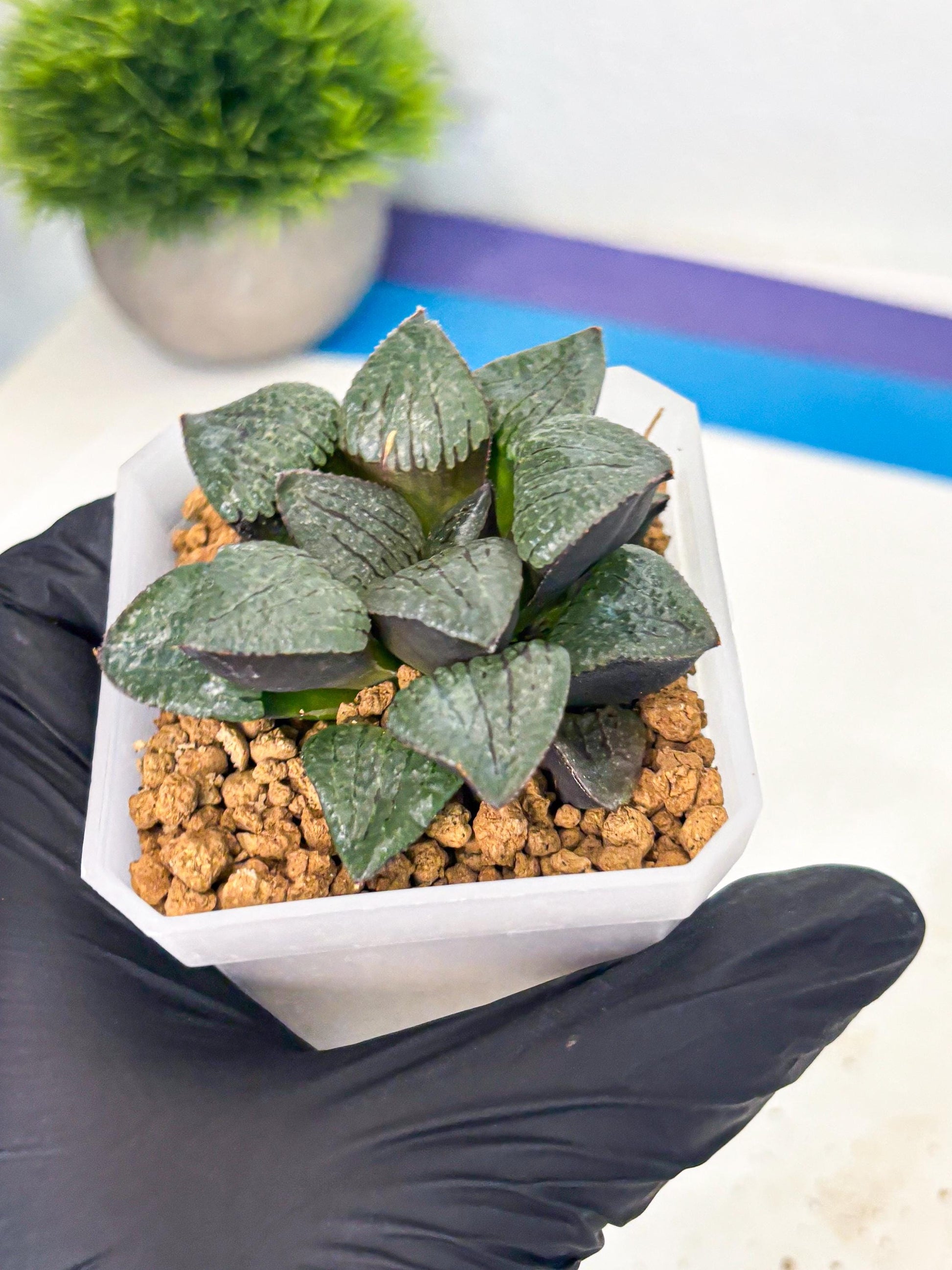 Haworthia Xianggua Dao (wa3) (y6) | Hong Kong Import