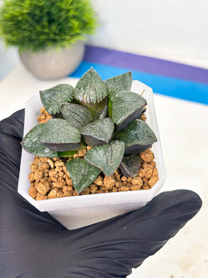 Haworthia Xianggua Dao (wa3) (y6) | Hong Kong Import