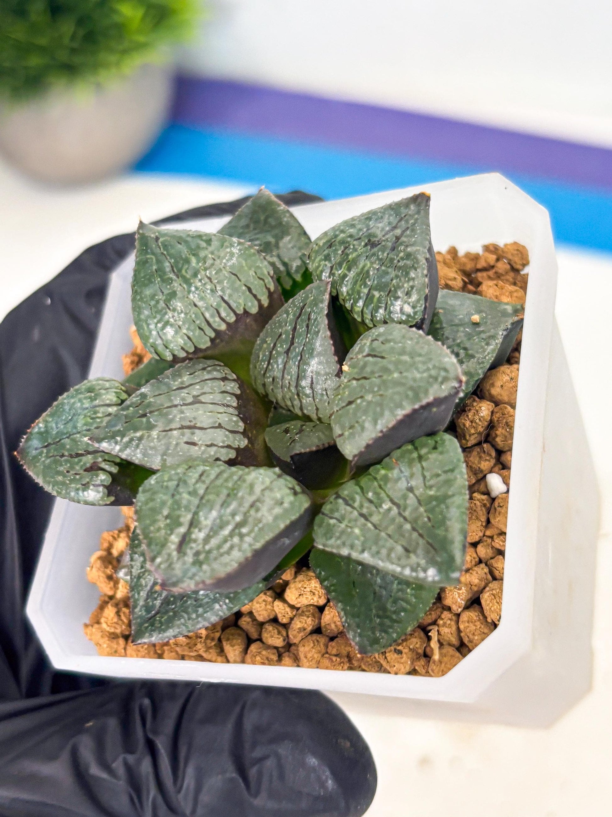 Haworthia Xianggua Dao (wa3) (y6) | Hong Kong Import