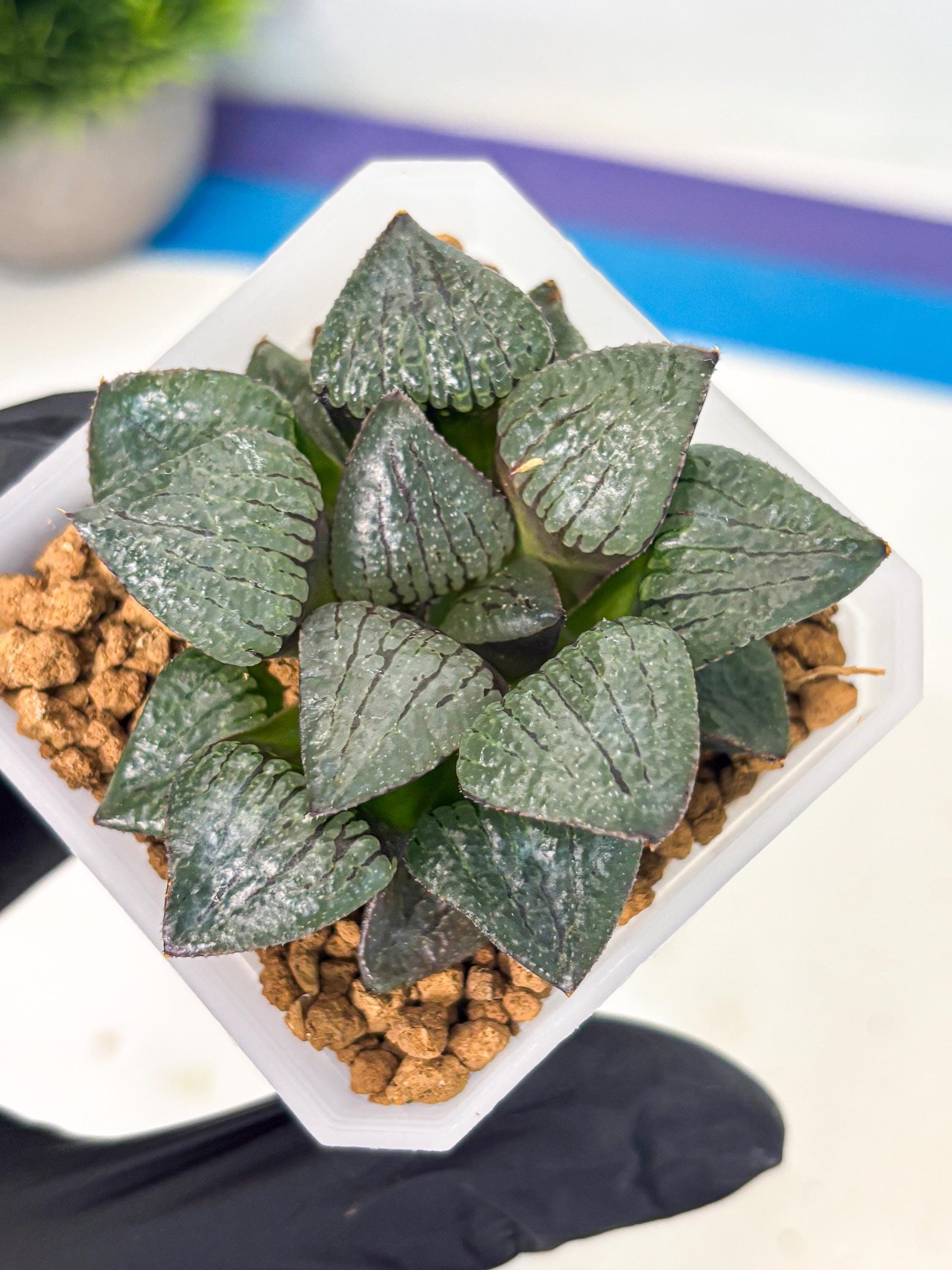 Haworthia Xianggua Dao (wa3) (y6) | Hong Kong Import