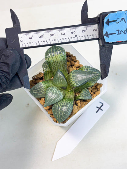 Haworthia Boli Kang (wa3) (y7) | Hong Kong Rare Species