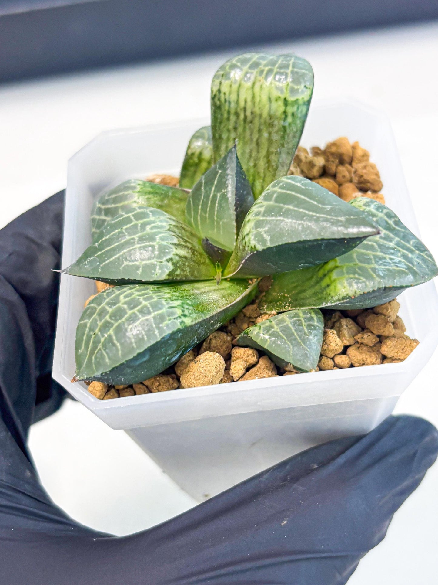 Haworthia Boli Kang (wa3) (y7) | Hong Kong Rare Species