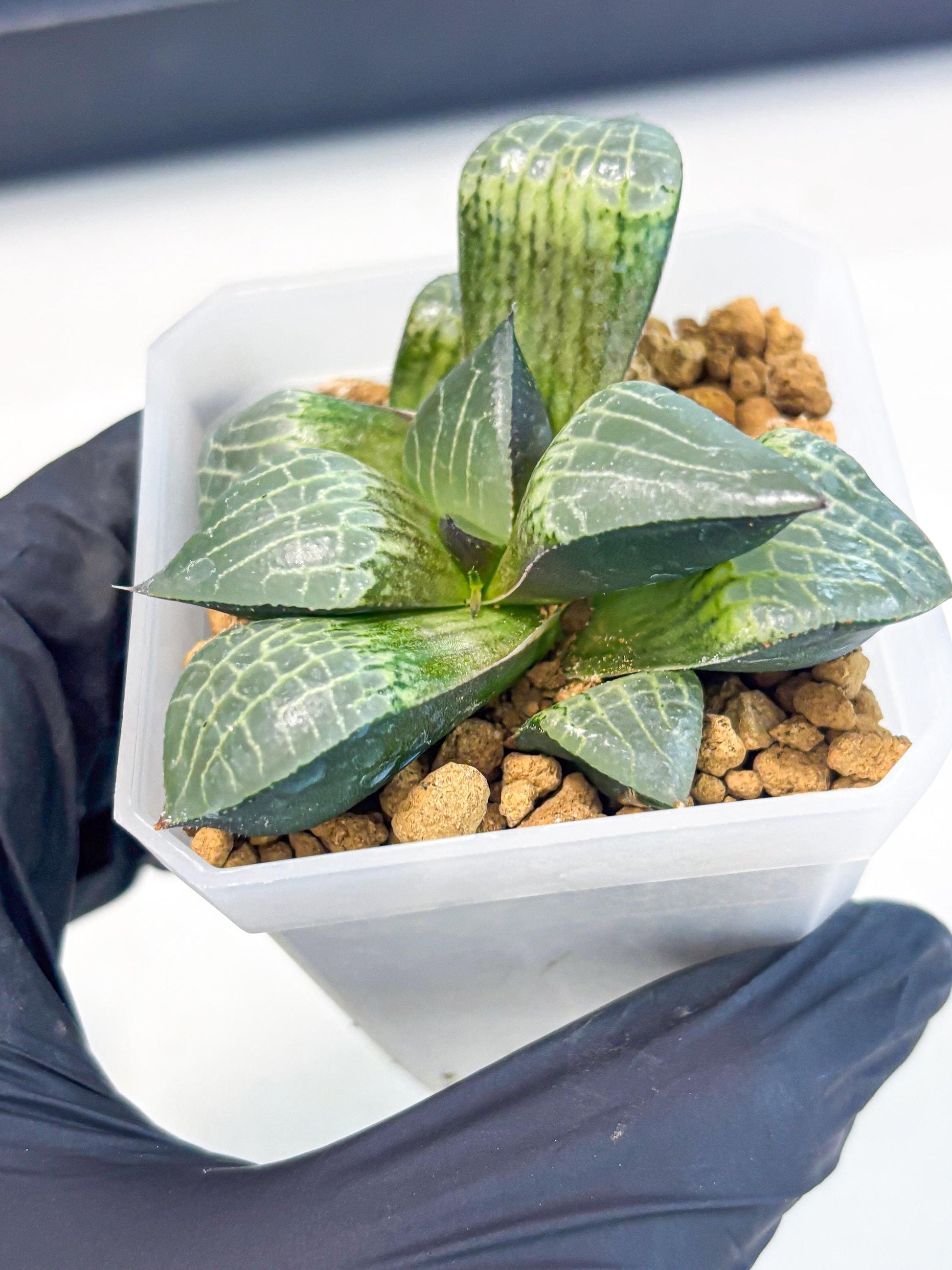 Haworthia Boli Kang (wa3) (y7) | Hong Kong Rare Species