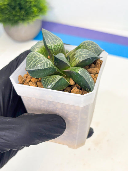 Haworthia Boli Kang (wa3) (y7) | Hong Kong Rare Species