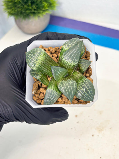 Haworthia Boli Kang (wa3) (y7) | Hong Kong Rare Species