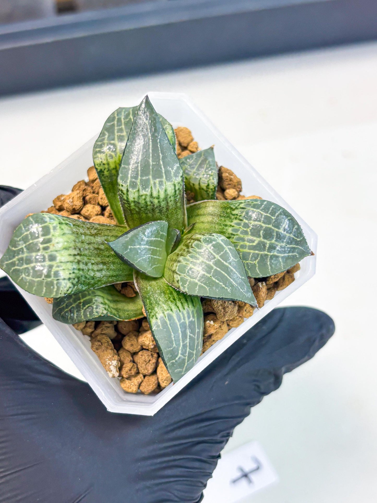 Haworthia Boli Kang (wa3) (y7) | Hong Kong Rare Species