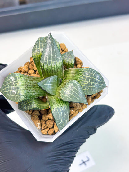 Haworthia Boli Kang (wa3) (y7) | Hong Kong Rare Species