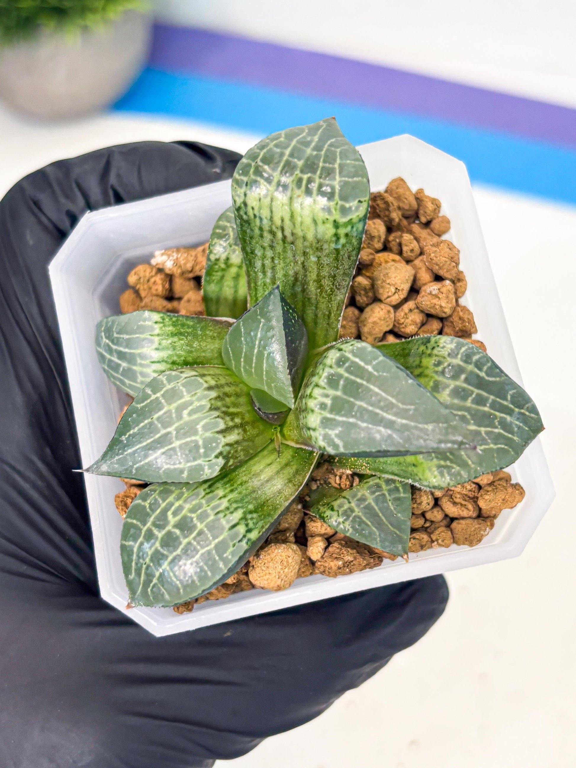 Haworthia Boli Kang (wa3) (y7) | Hong Kong Rare Species