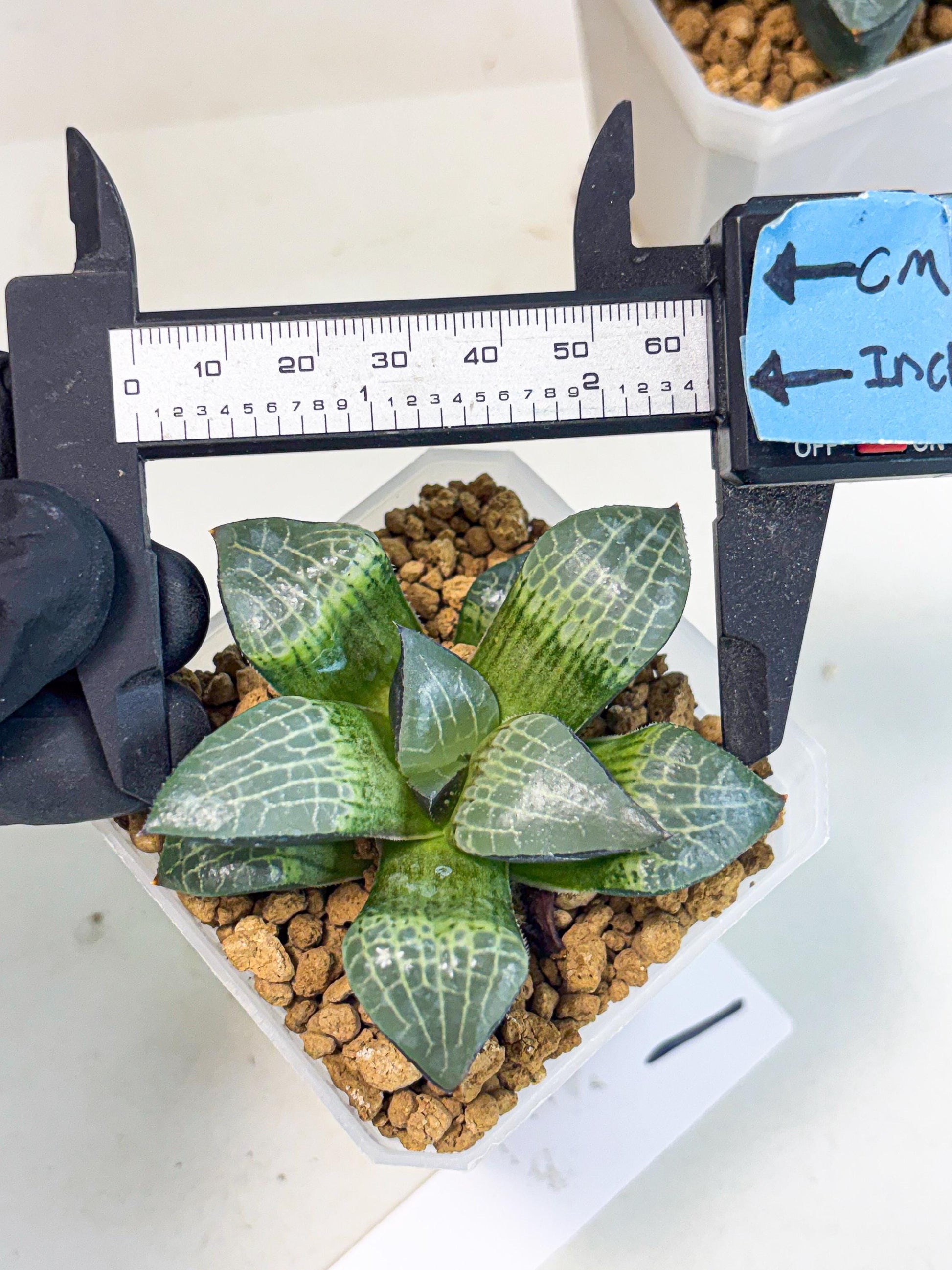 Haworthia Boli Kang (wa3) (b1) | Hong Kong Rare Species