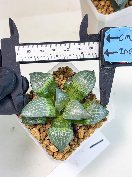 Haworthia Boli Kang (wa3) (b1) | Hong Kong Rare Species