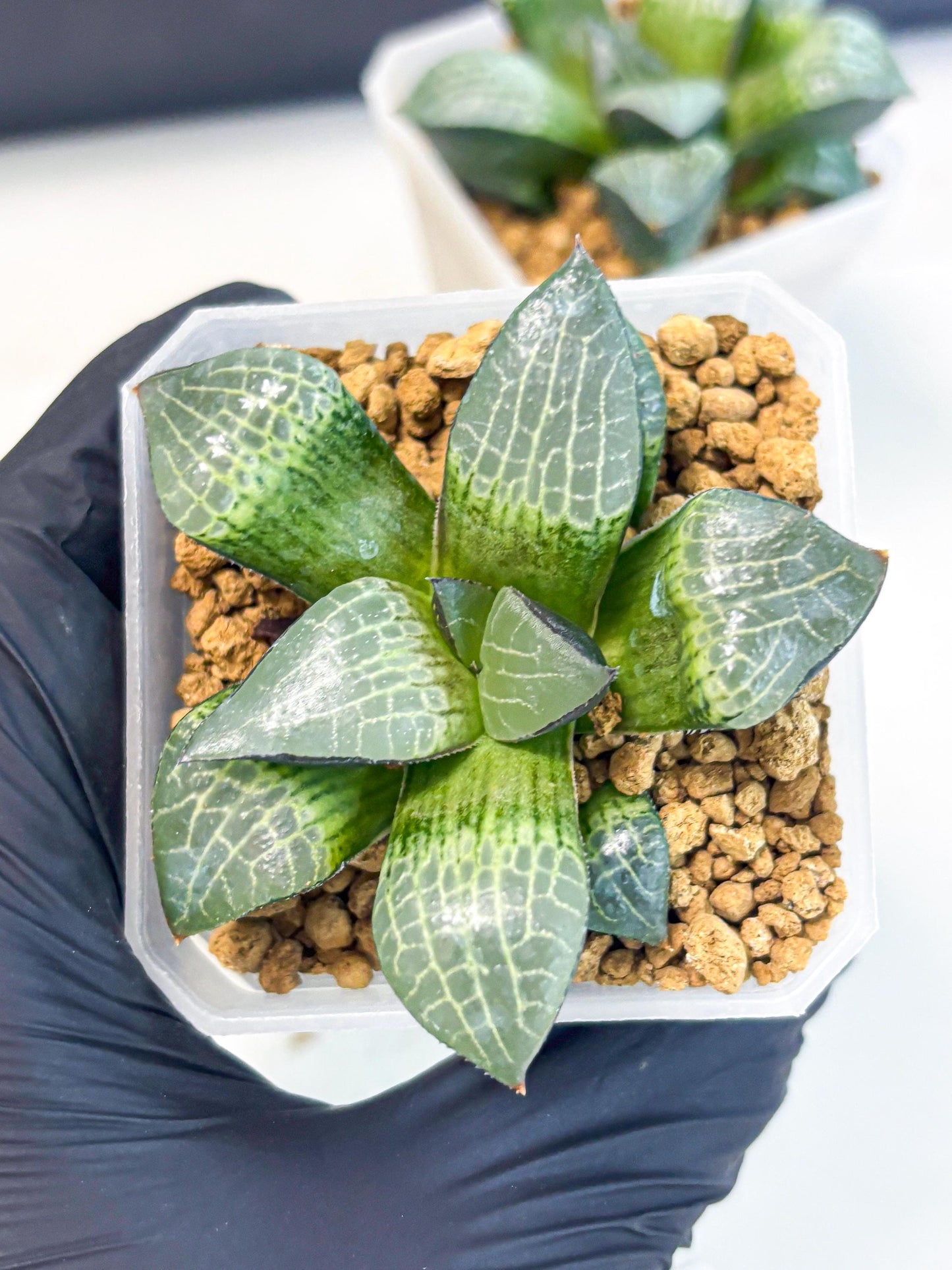 Haworthia Boli Kang (wa3) (b1) | Hong Kong Rare Species