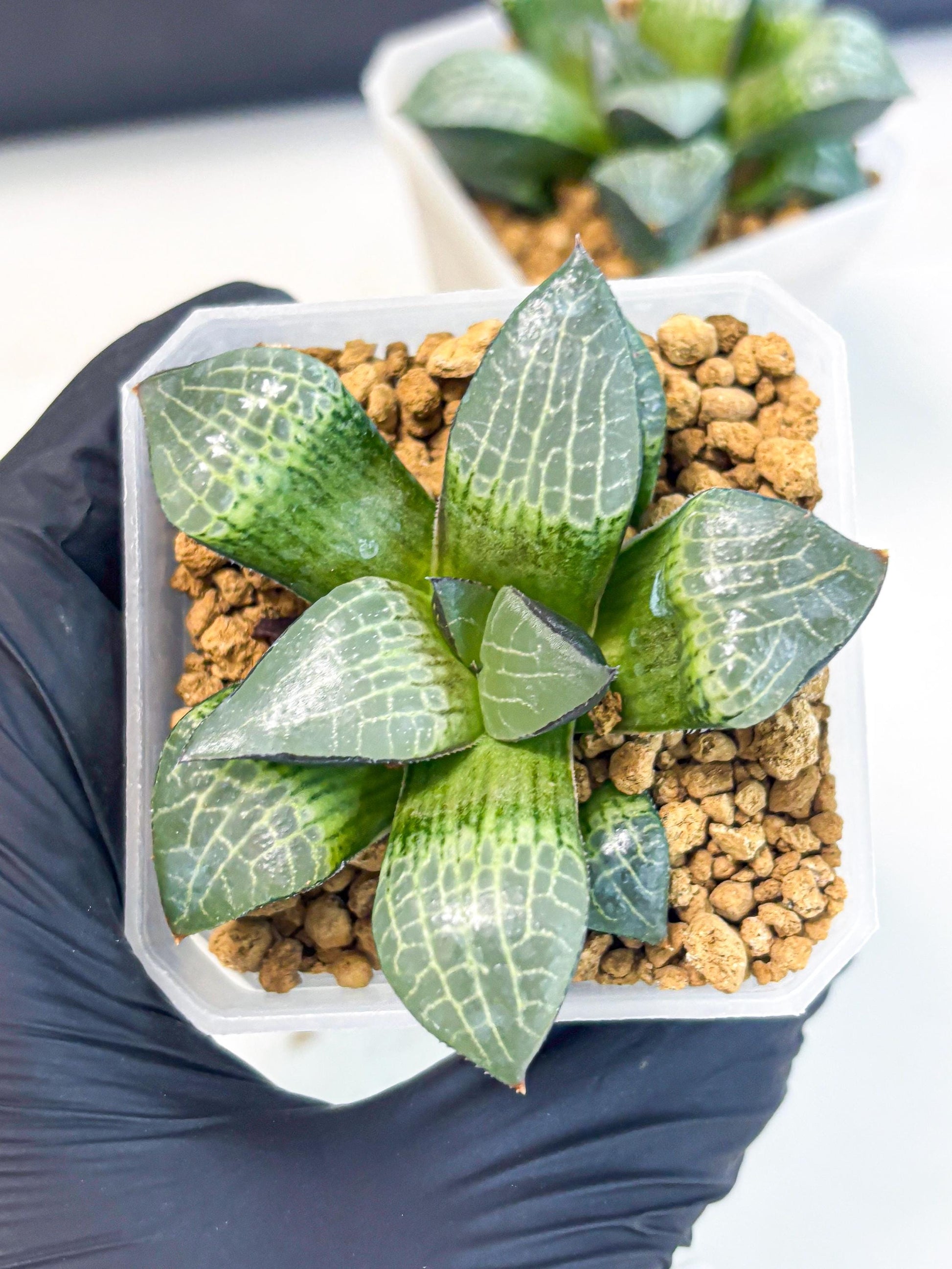 Haworthia Boli Kang (wa3) (b1) | Hong Kong Rare Species