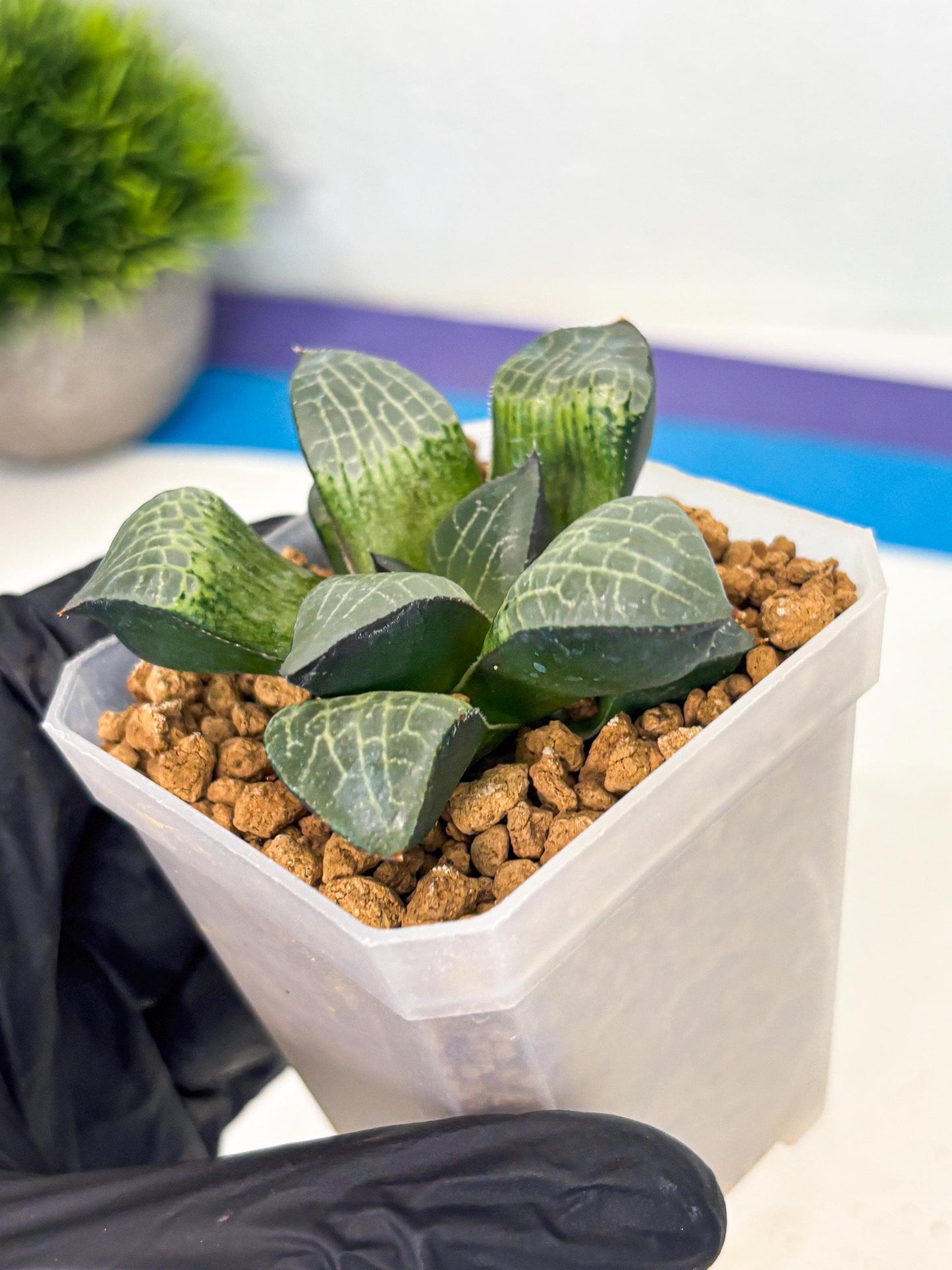 Haworthia Boli Kang (wa3) (b1) | Hong Kong Rare Species
