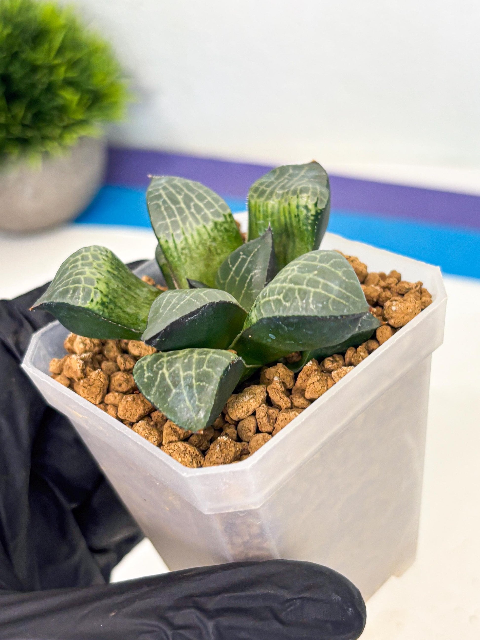 Haworthia Boli Kang (wa3) (b1) | Hong Kong Rare Species