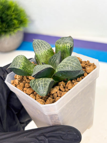 Haworthia Boli Kang (wa3) (b1) | Hong Kong Rare Species