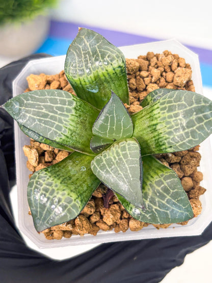 Haworthia Boli Kang (wa3) (b1) | Hong Kong Rare Species