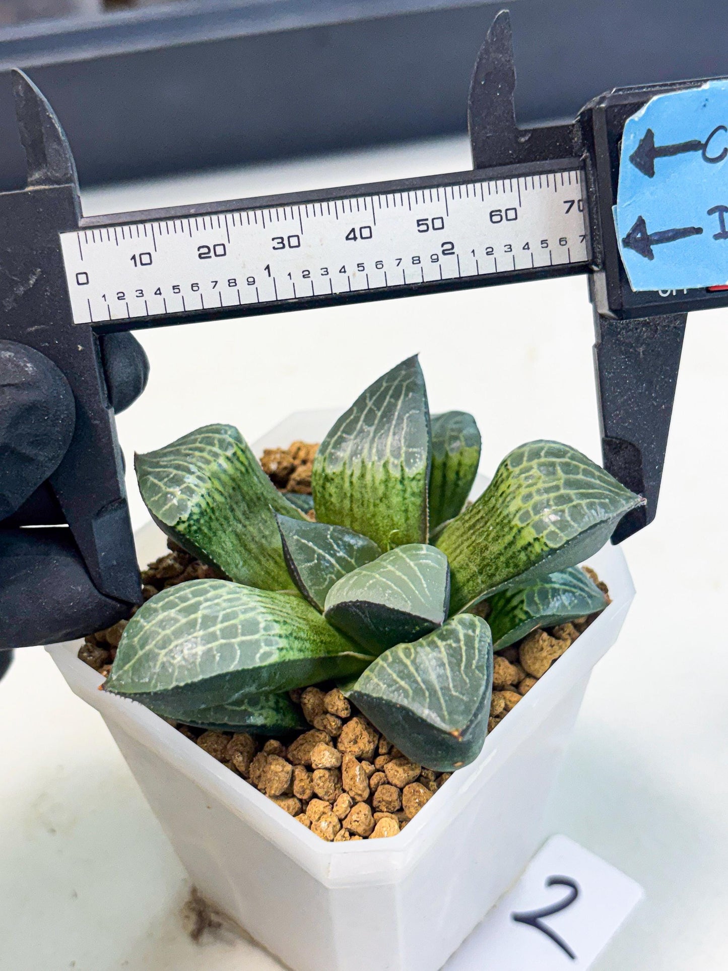 Haworthia Boli Kang (wa3) (b2) | Hong Kong Rare Species