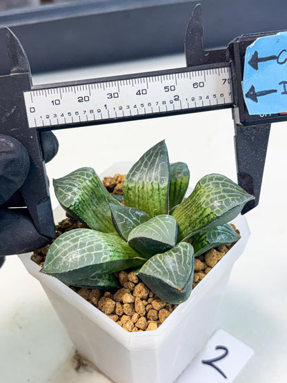 Haworthia Boli Kang (wa3) (b2) | Hong Kong Rare Species