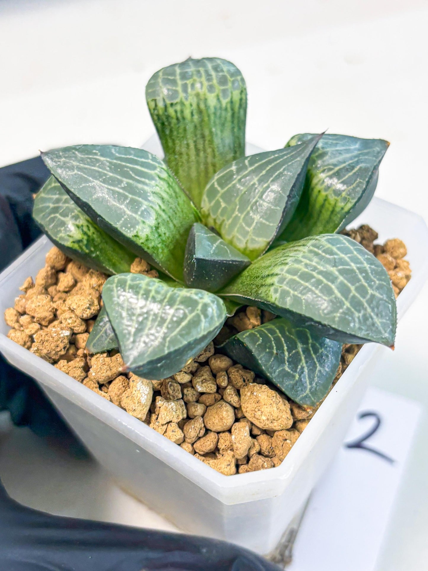 Haworthia Boli Kang (wa3) (b2) | Hong Kong Rare Species
