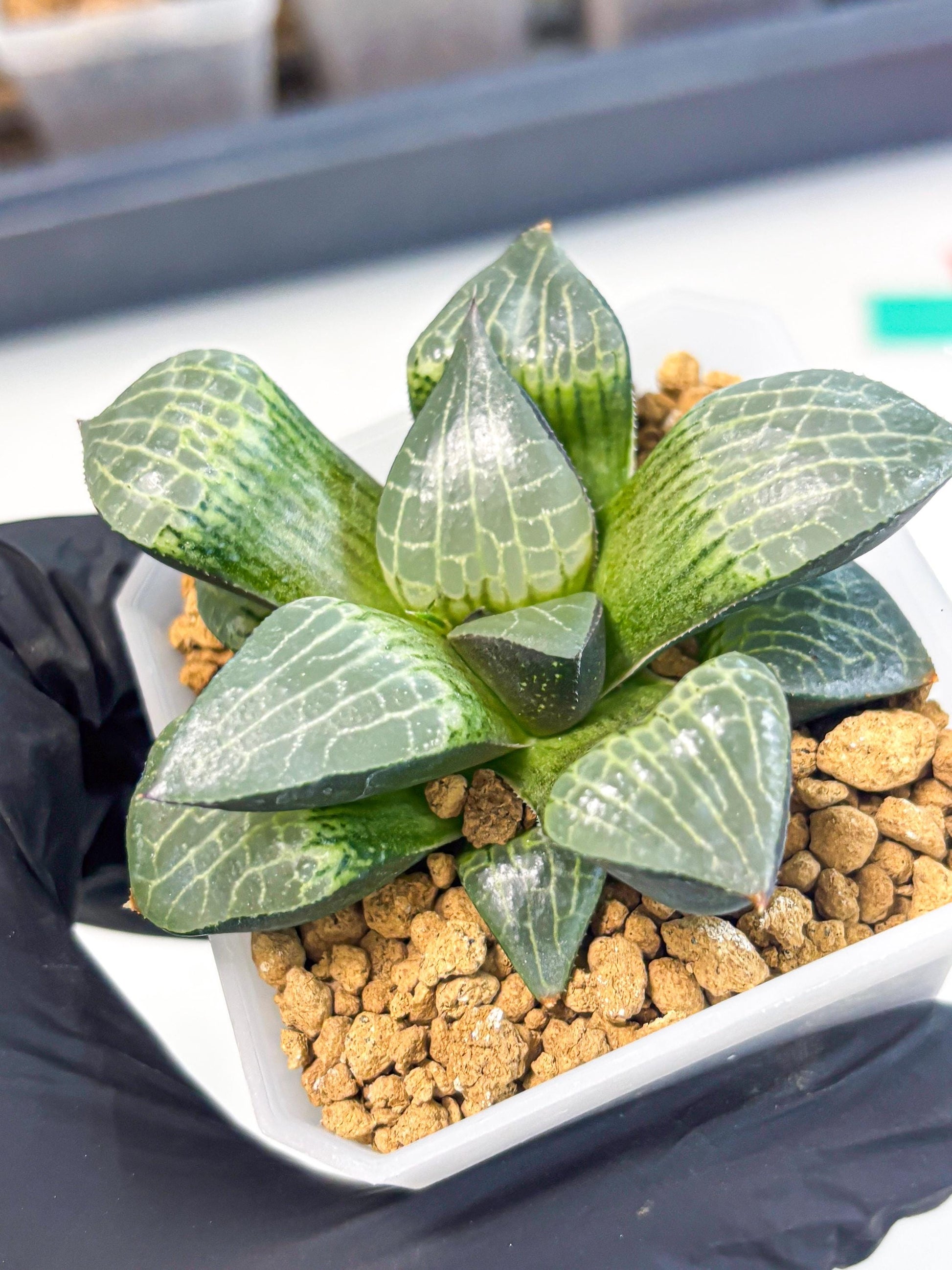 Haworthia Boli Kang (wa3) (b2) | Hong Kong Rare Species